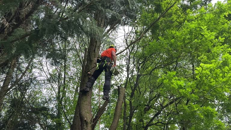 Best Tree Trimming and Pruning  in Matheny, CA